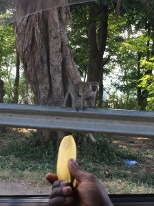 A momma velvet monkey, with her baby clinging to her chest, came down out of a tree when Joseph proffered a tempting banana.