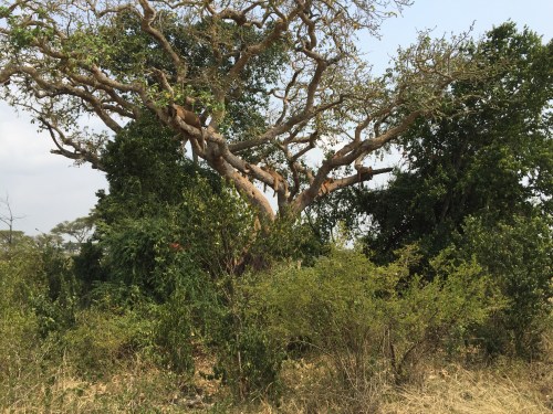 Four Ishasha tree-climbing lions resting in a fig tree.