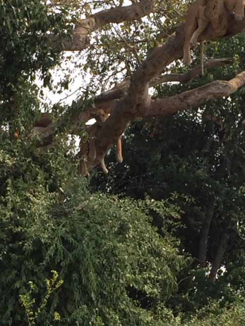 From this vantage point you can see the lion's dangling paws -- and imagine its claws.