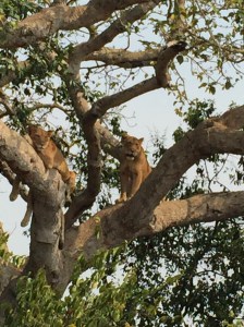 The collared female lion, Harriet, sitting up and watching US.