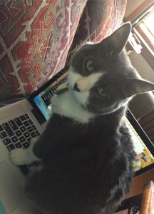 Regina likes to keep me company when I'm writing.