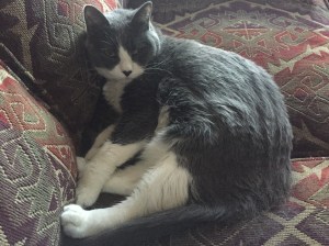 This morning, my dad's cat Regina reminded me how important it is to just be.