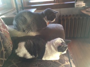 Playing with my dad's cats, Regina and Ismael, was such a treat.